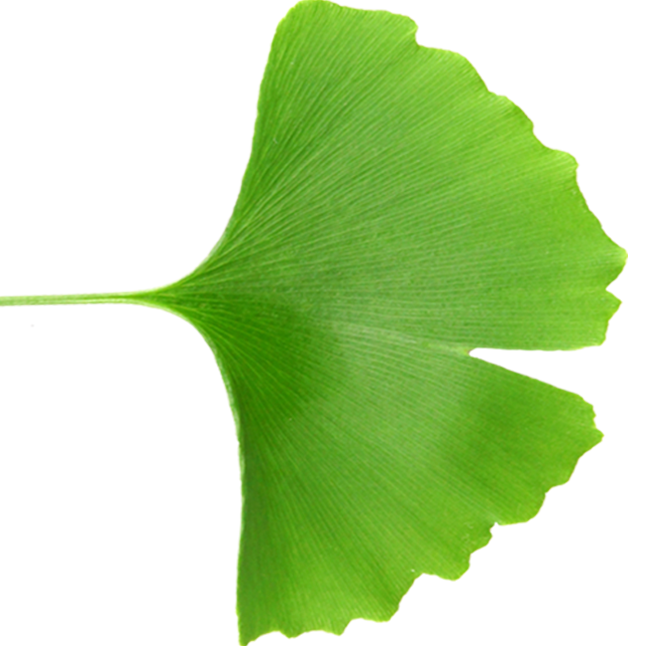 ginkoblatt